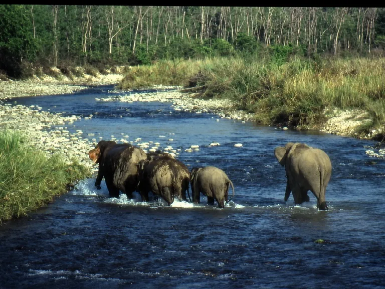 Elephants