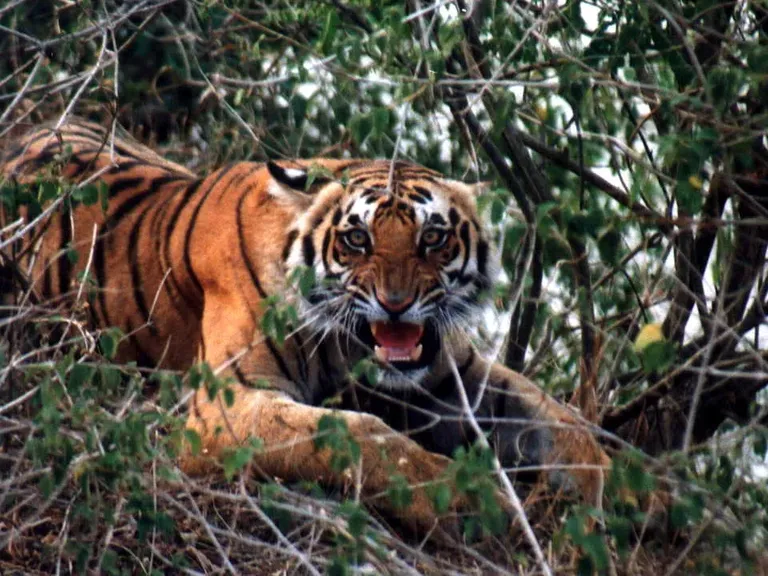 A Day in the Wild: My Tiger Census Experience at Corbett