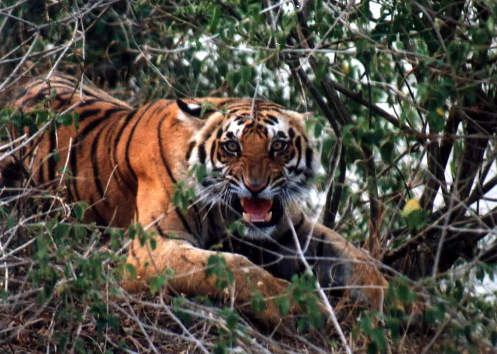 A Day in the Wild: My Tiger Census Experience at Corbett