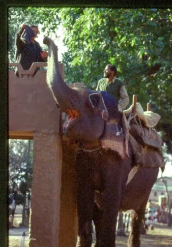 elephantmount