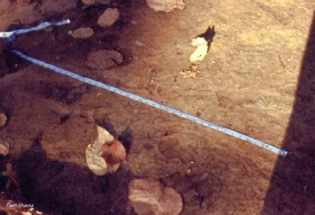 tigercensus8
